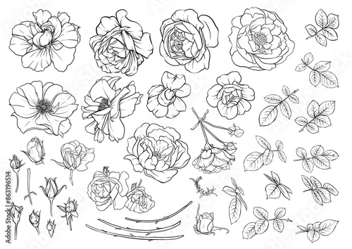 Forest Rose flowers, Clip art, set of elements for design Vector illustration. Outline hand drawing.