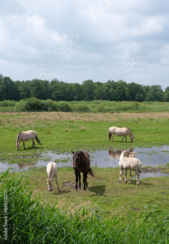 fjord horses in green landscape of national park weerribben wieden in the netherlands photo