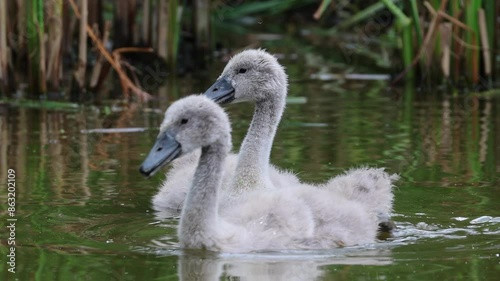 Two cygnets squawk and swim towards the camera on a cloudy summer day. Young mute swans swim in the water and call their parents.