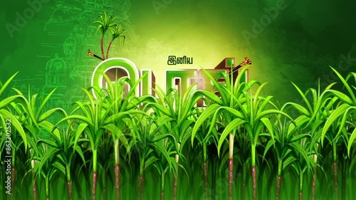 Traditional tamil pongal festival