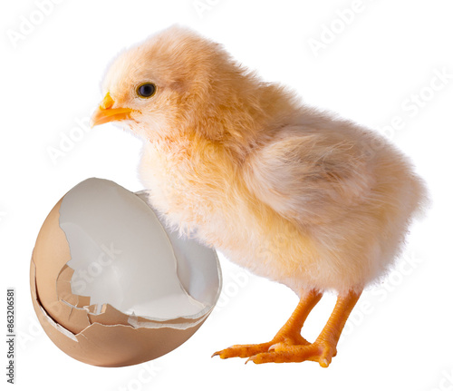 Obraz na płótnie Broken egg next to a very young chick w salonie