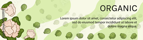 Green banner horizontal vector with cauliflower and brussels sprouts. Background horizontal for harvest, organics, vegetable garden, health, herbs, healthy. Design for decoration, postcard, poster.