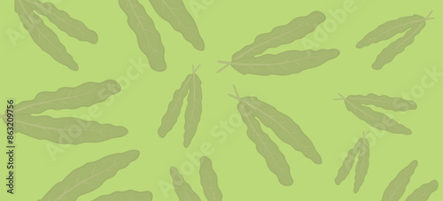 Kale cabbage leaves banners vector. Background horizontal for theme harvest, organics, vegetable garden, health, herbs, healthy lifestyle. Design frame for decoration website, postcard, cover, poster