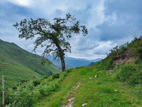 Camin Real del Sellon path at Collada Llamosa, between El Moru and Omedal villages, Piloña municipality, Asturias photo