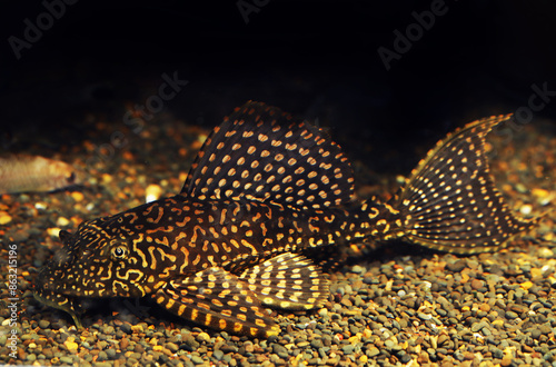 Gold Spot Pleco (Pterygoplichthys joselimaianus) photo