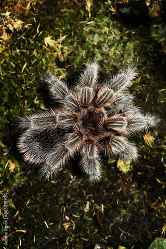 Chilean rose tarantula (Grammostola rosea)