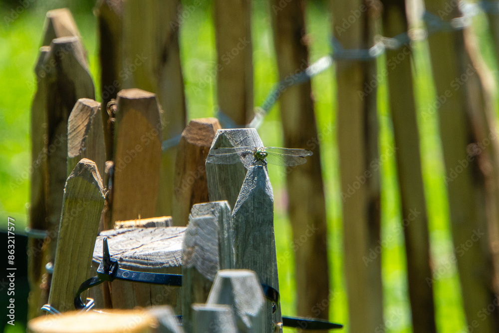 Obraz premium Libelle auf einem Holzzaun