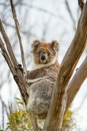 koala bear cub photo