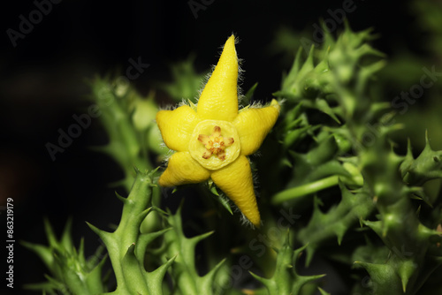 Beautiful African Succulent Huernia semota lutea photo