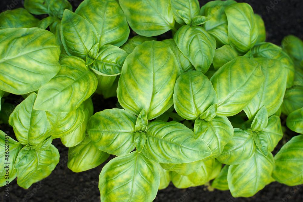 green basil close-up growing in a greenhouse. fresh basil leaves in a garden. background of green basil on the ground. green basil close-up growing in a greenhouse. fresh basil leaves in a garden. background of green basil on the ground.