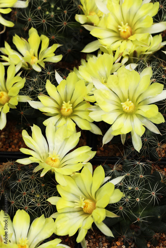 Beautiful blooming cactus flowers (Dolichothele longimamma) photo