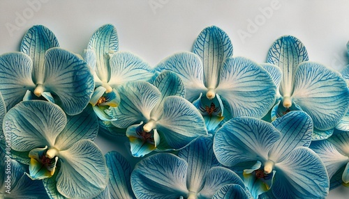 purple orchid in a garden