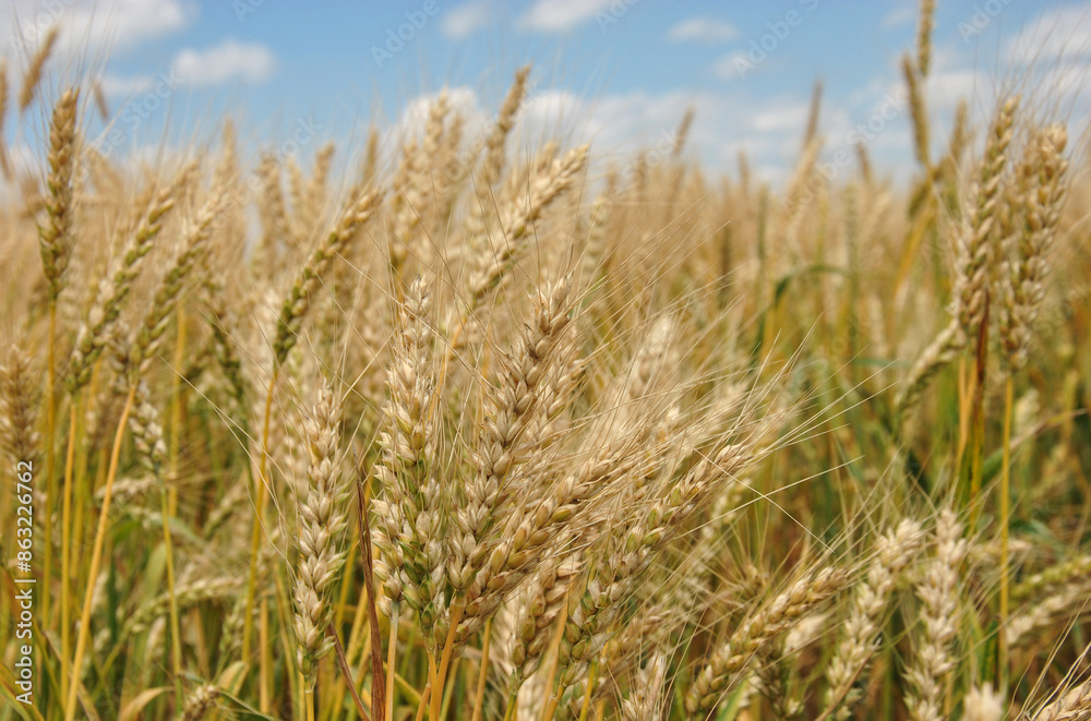golden wheat field. ears of wheat in a field close-up. selective focus golden wheat field. ears of wheat in a field close-up. selective focus