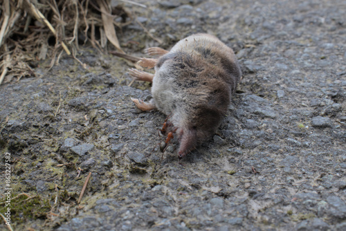 Ameisen fressen eine tote Spitzmaus photo