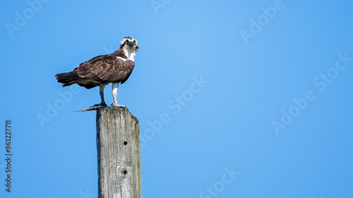 Osprey perched on wooden post against a blue sky © miro