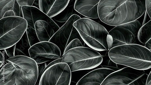   A monochromatic image of a sizable assembly of lush foliage plants featuring substantial uppermost leaves photo