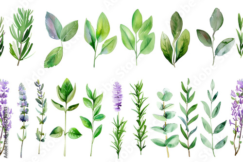 set watercolor arrangements with garden herbs seamless border collection leaves branches botanic illustration isolated on white background