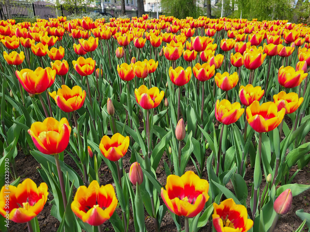 Obraz premium Orange tulips on a spring day in a flower bed in the garden