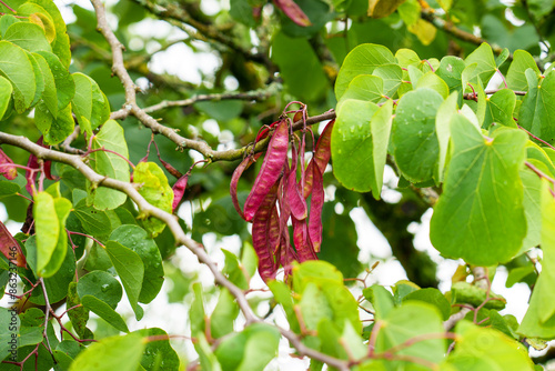 Fotografie Bright red pods of a Judas tree with leaves. Cercis siliquastrum