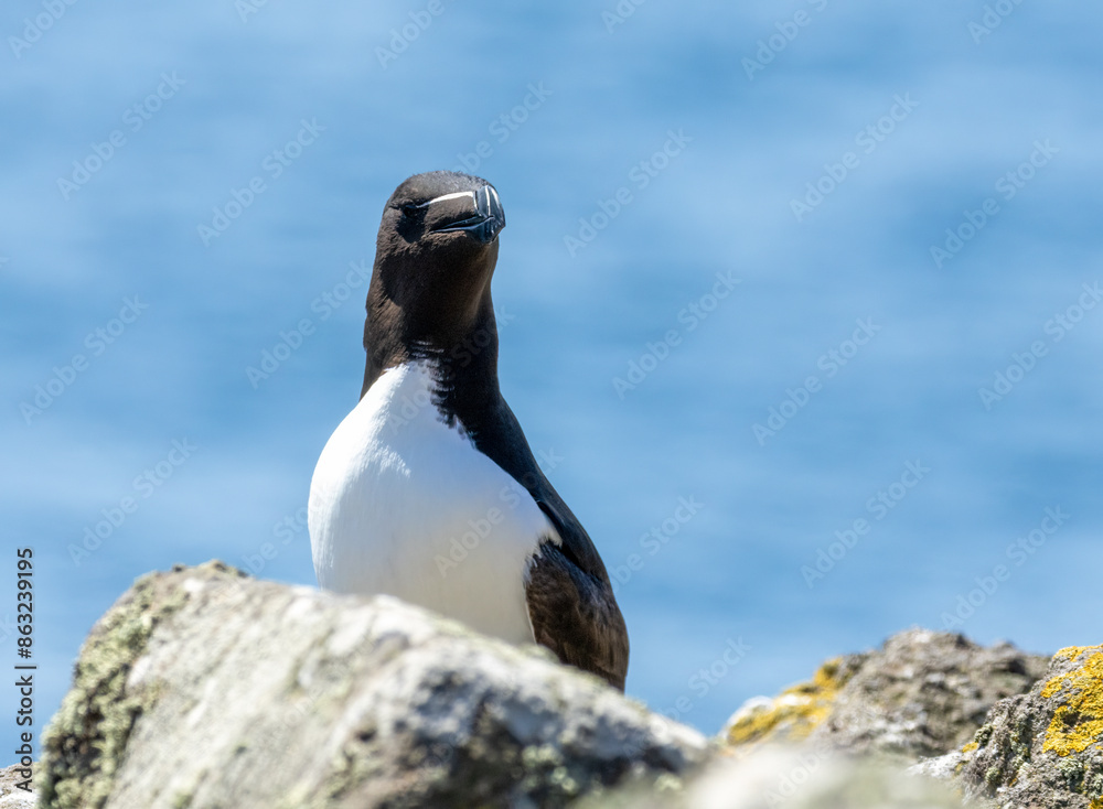 Obraz premium Razorbill seabird standing on the cliff edge by the ocean