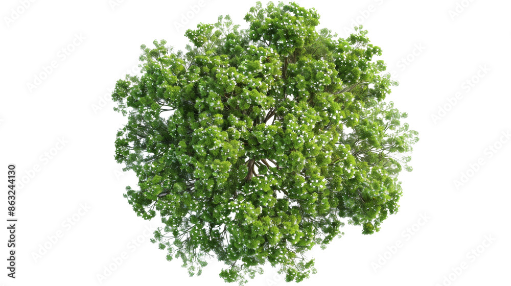 Fototapeta premium European Ash tree with flowers Top View on transparent background