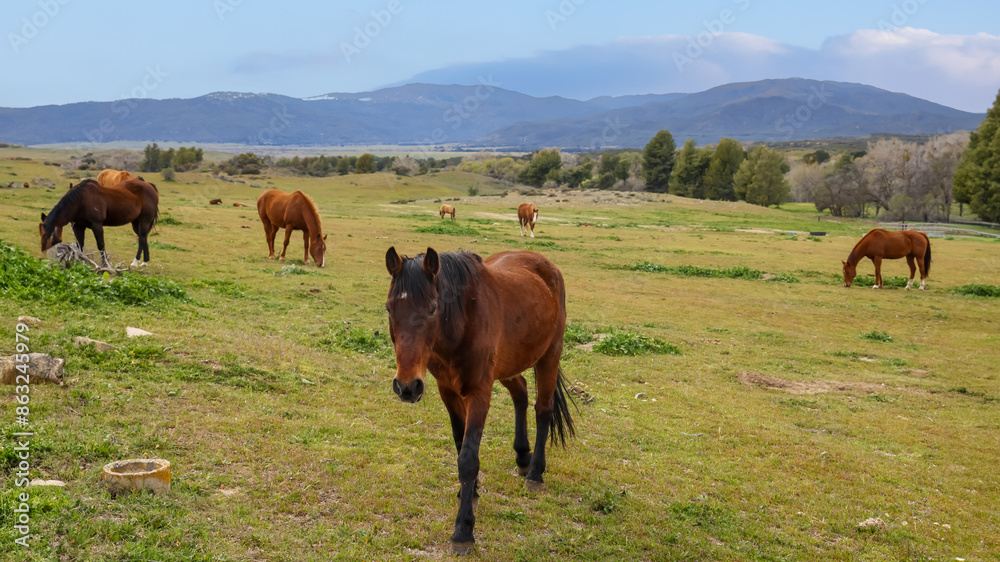 Wild horses in the field, mountain range in rural California. Wild horses in the field, mountain range in rural California.