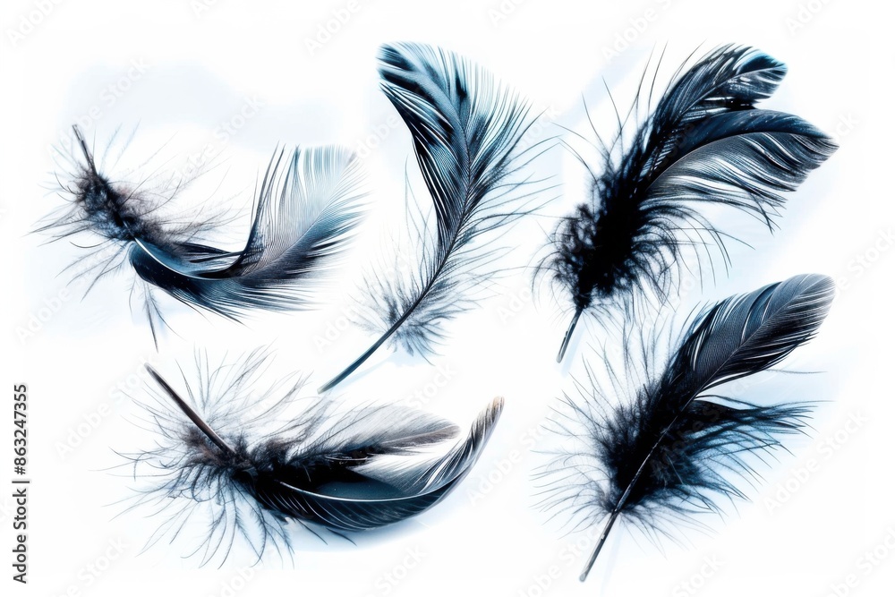 Obraz premium A set of five black feathers displayed on a white background. The feathers have delicate and intricate details, each with unique patterns and textures.
