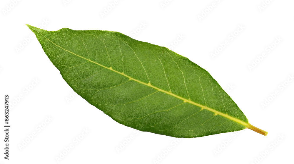 Fresh green bay leaf isolated on white, top view Fresh green bay leaf isolated on white, top view