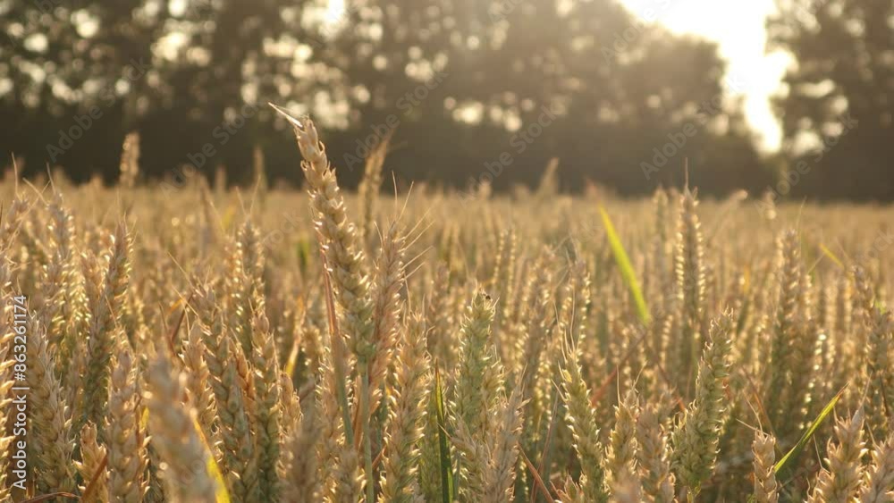 Golden ears of wheat swaying in the summer breeze at sunset Golden ears of wheat swaying in the summer breeze at sunset