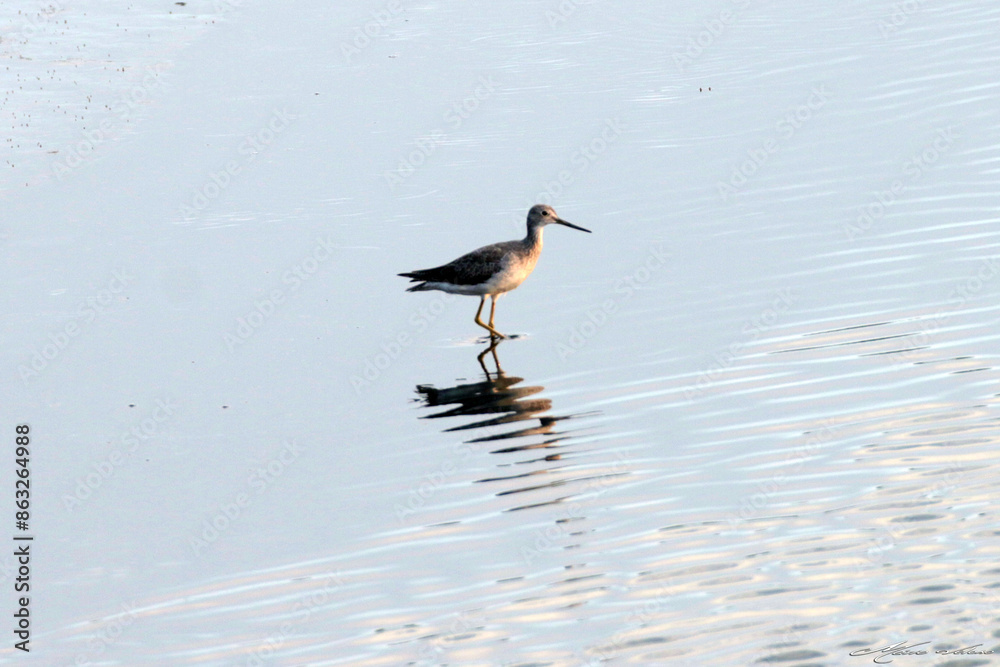 Um pernilongo chegando para degustar os crustáceos da lagoa de Guaratiba - Maricá -RJ Um pernilongo chegando para degustar os crustáceos da lagoa de Guaratiba - Maricá -RJ