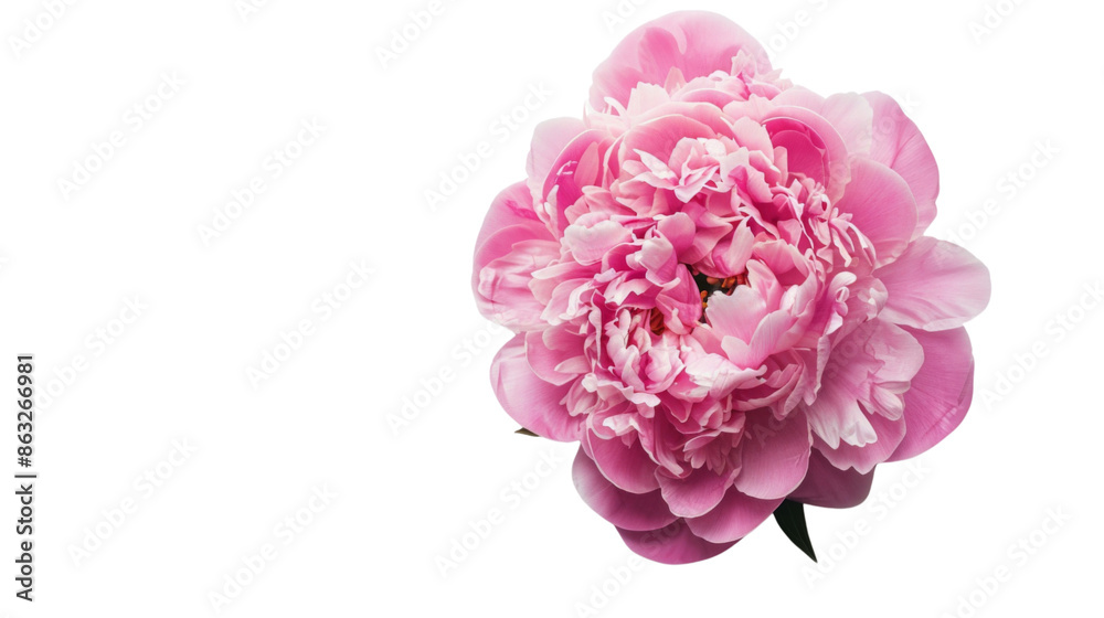Pink peony on transparent background Pink peony on transparent background