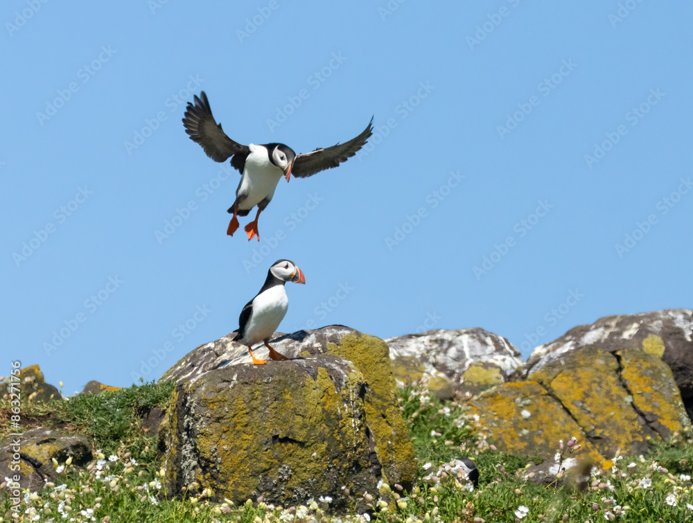 Atlantic puffins in flight on the isle of may during breeding season Atlantic puffins in flight on the isle of may during breeding season