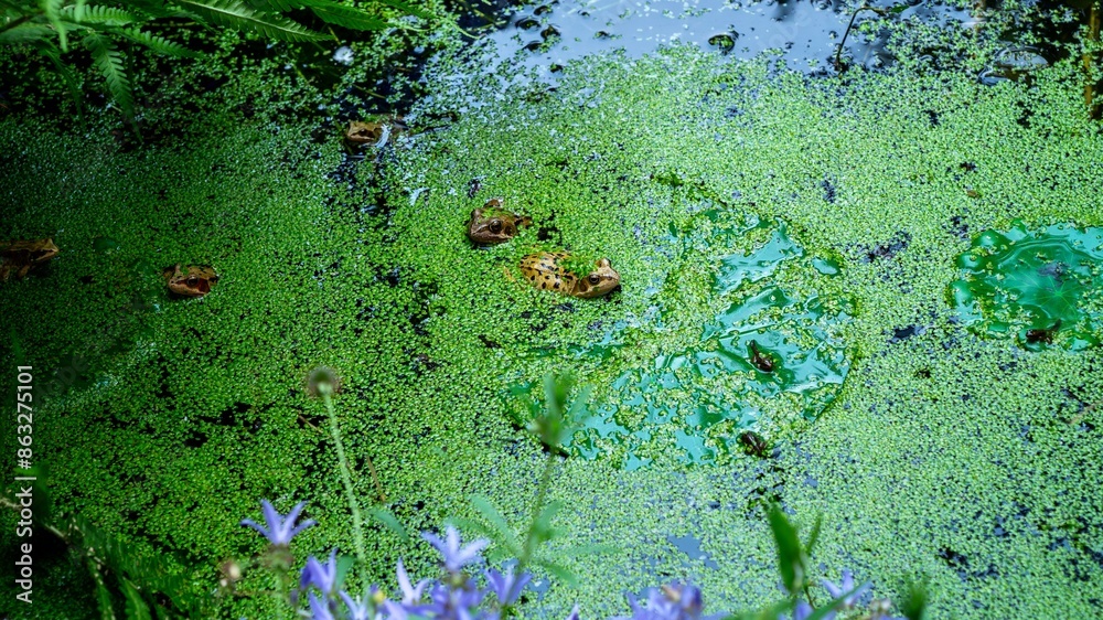 Frogs in a garden pond