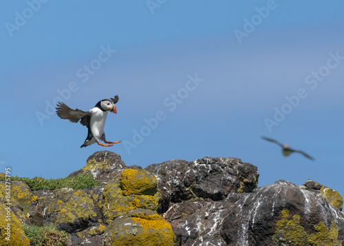 Atlantic puffins in flight on the isle of may during breeding season 