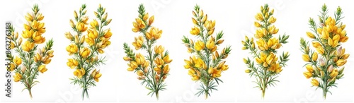 Gorse flower watrcolor set isolated on a white background photo