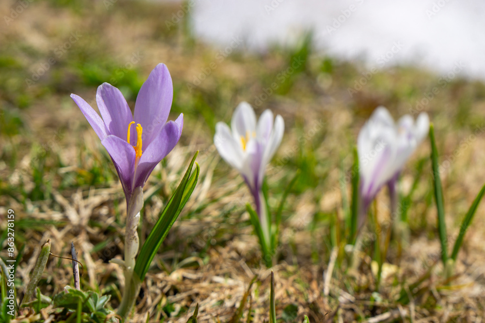 beautiful white crocus grows through snow, crocuses in spring, the snow melts and the crocuses bloom on the fresh green meadow, winter is over, Crocus grows in the alps of Austria, Vorarlberg beautiful white crocus grows through snow, crocuses in spring, the snow melts and the crocuses bloom on the fresh green meadow, winter is over, Crocus grows in the alps of Austria, Vorarlberg