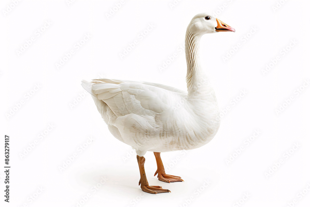 white goose on white background with copy space for text white goose on white background with copy space for text