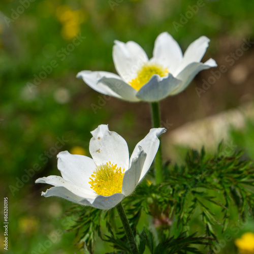 The Alpine pasqueflower or Alpine pasqueflower, also known as the Alpine anemone, is a species of plant from the genus Pasqueflower within the buttercup family photo