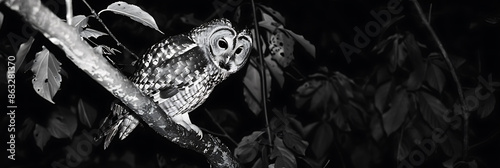 Photo of an owl shot direction from above pose perched on a branch time of day dusk National Geographic film type Ilford HP5 Plus using a fast shutter speed to capture details in low light photo