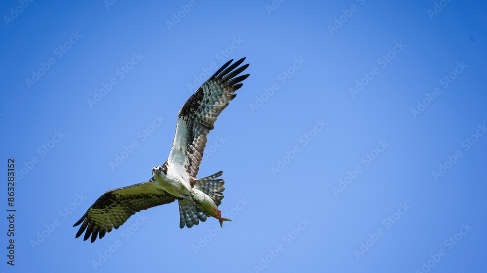 Obraz premium Osprey flying with fish against blue sky