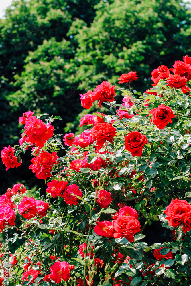 red climbing rose bush close-up in botanical garden, rose background red climbing rose bush close-up in botanical garden, rose background