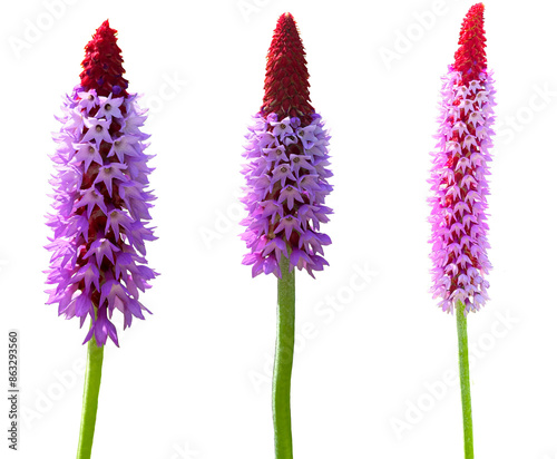 Cutout Primula vialii flower isolated on transparent background. photo