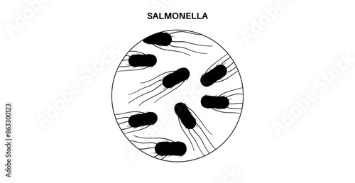 .Salmonella Typhimurium Cells