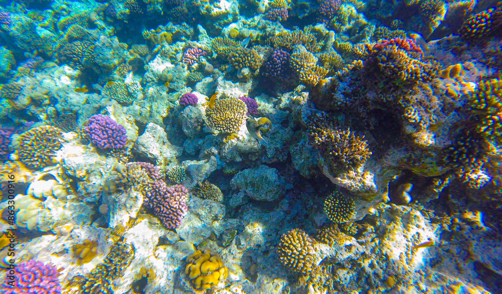 Fototapeta premium coral reef with fish for banner background. underwater world of the red sea in sahl hishish for background