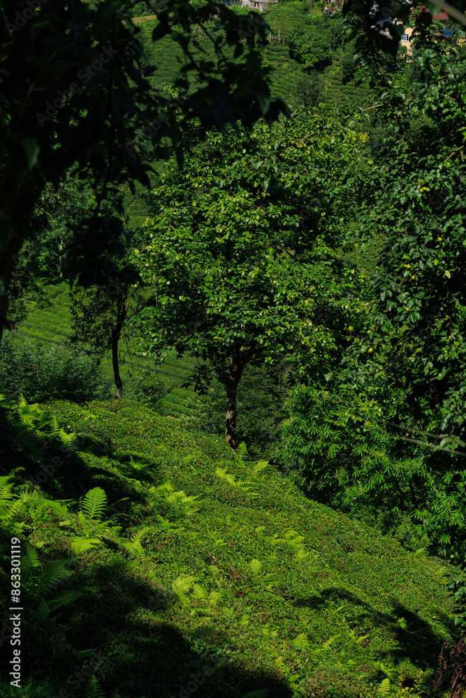 view from the mountain to the valley and tea plantations, in Turkey