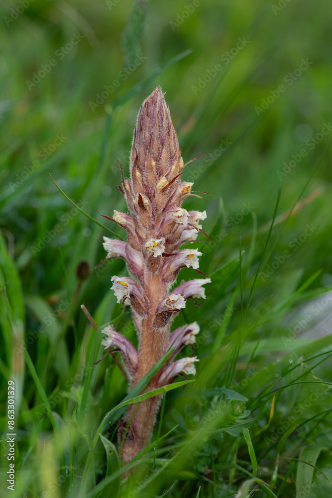 Close up of a common broomrape (orobanche minor) plant in bloom Close up of a common broomrape (orobanche minor) plant in bloom
