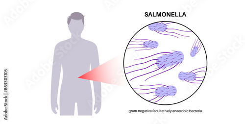 .Salmonella Typhimurium Cells
