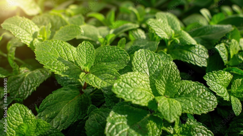 A highly detailed, cinematic 8K still image of vibrant green mint leaves isolated against a natural background. A highly detailed, cinematic 8K still image of vibrant green mint leaves isolated against a natural background.