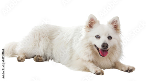 American Eskimo Dog on transparent background