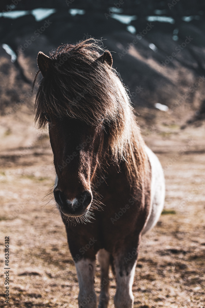 Fototapeta premium Brown cute little pony in the mountains